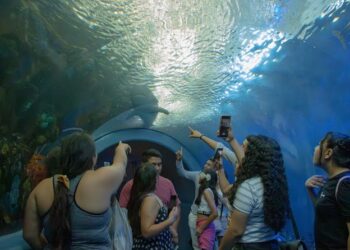 En estas vacaciones, visita el Aquarium del Puerto de Veracruz y vive una experiencia inolvidable