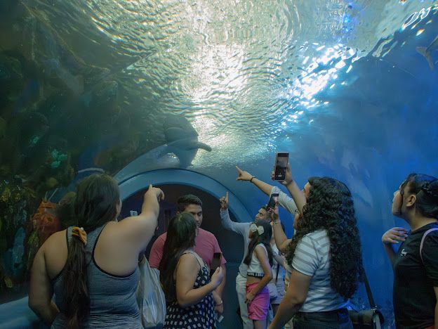 En estas vacaciones, visita el Aquarium del Puerto de Veracruz y vive una experiencia inolvidable