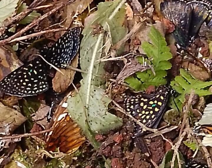 Sufre Jardín Botánico de Xalapa acto de vandalismo