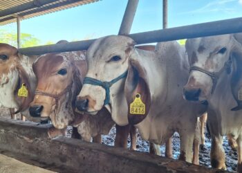 Sedarpa exhorta a ganaderos a evitar el uso de pollinaza para prevenir intoxicaciones