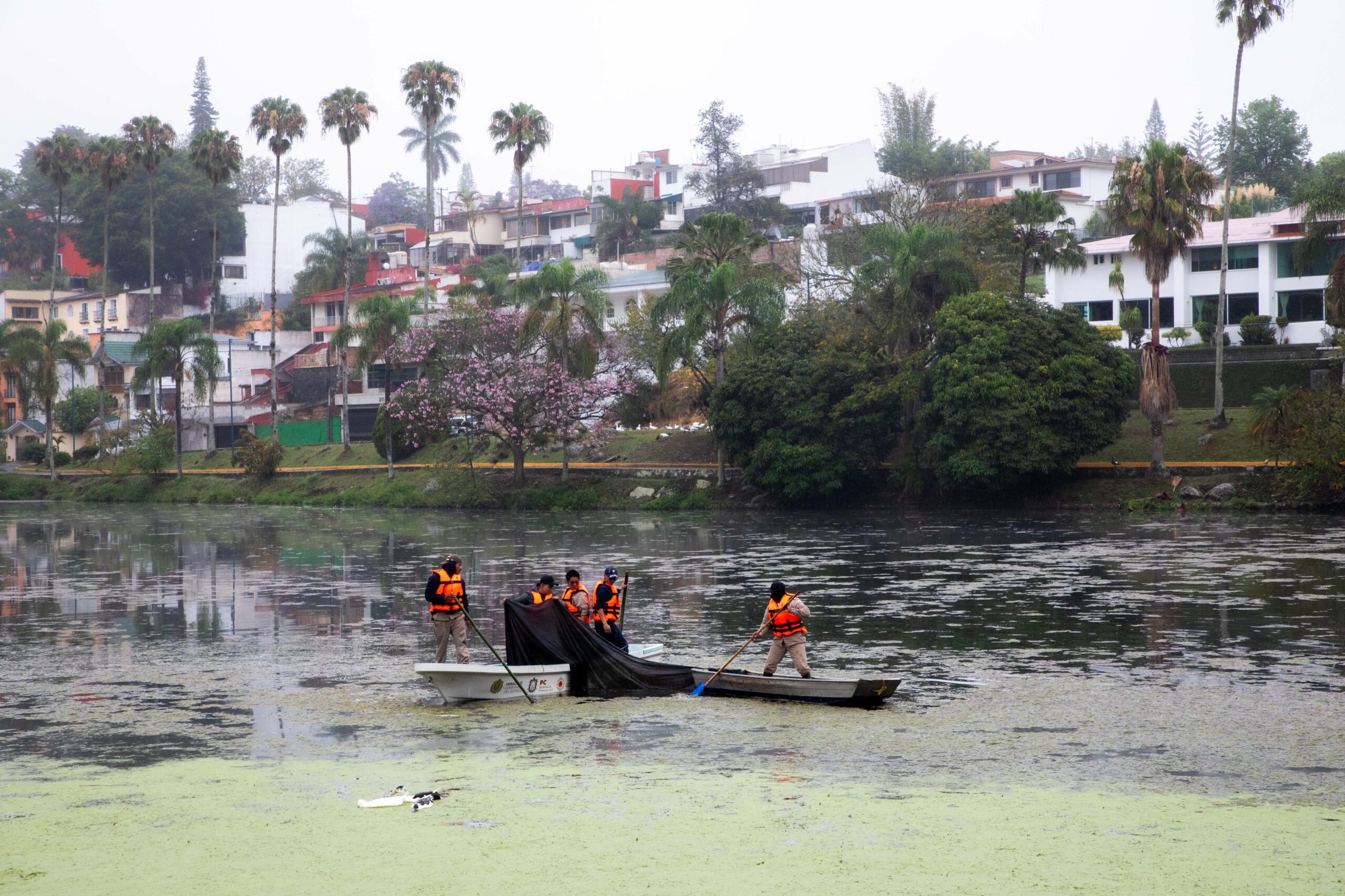 Continúan trabajos de limpiezaen los lagos de Las Ánimas