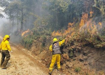 Gobierno de Veracruz mantiene control de cuatro incendios forestales