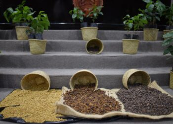 Crea Congreso Comisión Especial que atenderá la cafeticultura