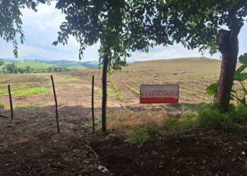 Clausura PROFEPA sembradío expuesto por Rafa Fararoni que contaminaba cuerpo de agua en San Andrés Tuxtla