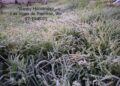 Segunda helada en Las Vigas, este lunes amaneció cubierta de escarcha