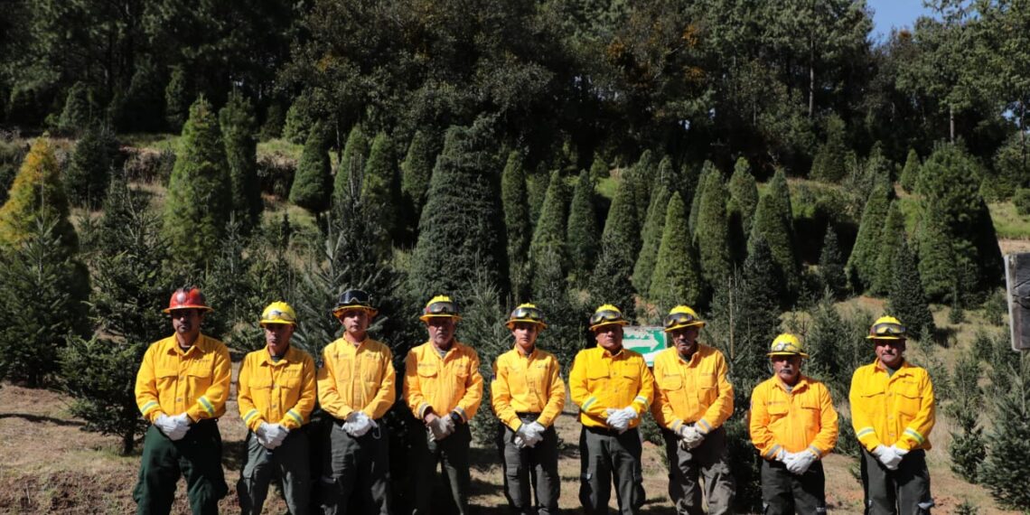 Primer corte legal de árbol navideño fortalece la silvicultura sustentable