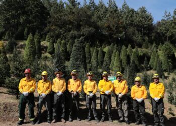 Primer corte legal de árbol navideño fortalece la silvicultura sustentable