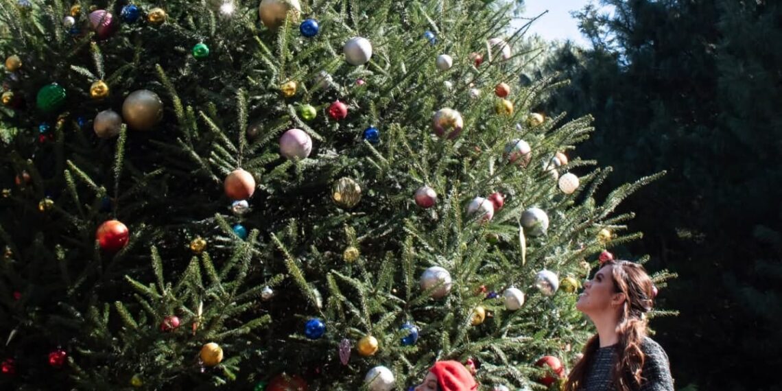 En Veracruz, se comercializarán 57 mil 359 pinos de navidad: CONAFOR