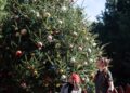 En Veracruz, se comercializarán 57 mil 359 pinos de navidad: CONAFOR