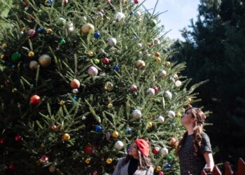 En Veracruz, se comercializarán 57 mil 359 pinos de navidad: CONAFOR