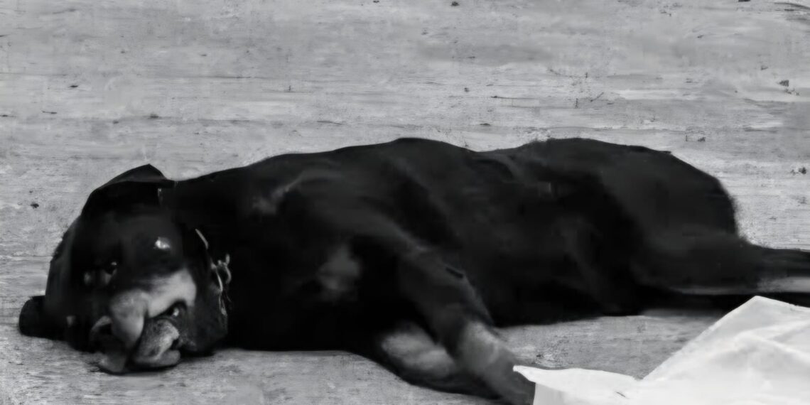 En San Miguel de Allende, perro murió a causa de la pirotecnia que niños colocaron en su hocico