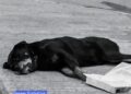 En San Miguel de Allende, perro murió a causa de la pirotecnia que niños colocaron en su hocico