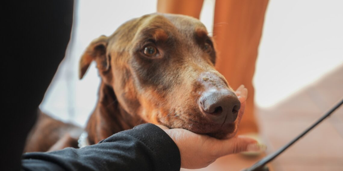 Coatepec actúa con firmeza: rescatan a canino víctima de maltrato y reafirman política de cero tolerancia