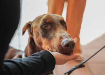 Coatepec actúa con firmeza: rescatan a canino víctima de maltrato y reafirman política de cero tolerancia