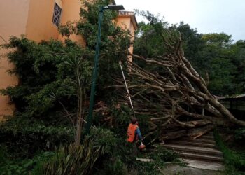 Por las rachas de viento en la Capital del Estado, árboles caidos, cortes en el suministro de energía eléctrica y desprendimiento de láminas