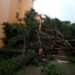 Por las rachas de viento en la Capital del Estado, árboles caidos, cortes en el suministro de energía eléctrica y desprendimiento de láminas