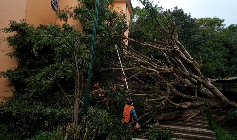 Por las rachas de viento en la Capital del Estado, árboles caidos, cortes en el suministro de energía eléctrica y desprendimiento de láminas
