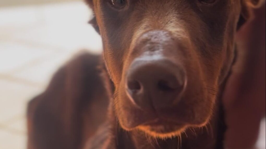 Coatepec llevó a Fiscalía denuncia por maltrato animal