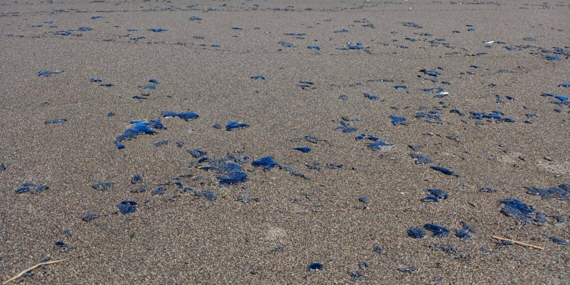 Ayuntamiento de Nautla suspende actividades recreativas y pesca por presencia de Chapopote en playas