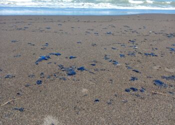 Ayuntamiento de Nautla suspende actividades recreativas y pesca por presencia de Chapopote en playas