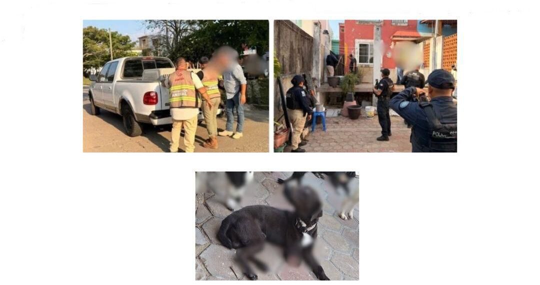 Cero tolerancia al maltrato animal: Fiscalía de Veracruz asegura ocho caninos en cateo en Coatzacoalcos