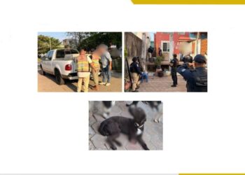 Cero tolerancia al maltrato animal: Fiscalía de Veracruz asegura ocho caninos en cateo en Coatzacoalcos