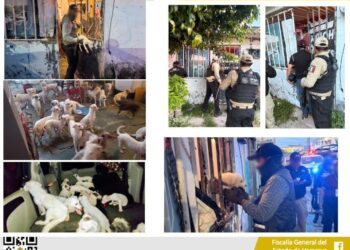 Fiscalía de Veracruz rescata a 42 caninos tras diligencia de cateo en Coatzacoalcos