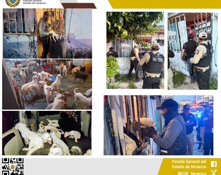 Fiscalía de Veracruz rescata a 42 caninos tras diligencia de cateo en Coatzacoalcos