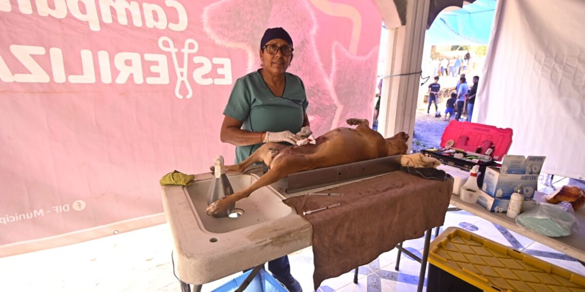 “Enchulamiento” acerca servicios de salud y bienestar animal a comunidades: RFM