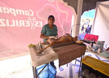 “Enchulamiento” acerca servicios de salud y bienestar animal a comunidades: RFM