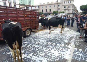Ganaderos tiran leche en pleno centro de Xalapa para exigir a Liconsa restablecer la recepción del producto