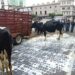 Ganaderos tiran leche en pleno centro de Xalapa para exigir a Liconsa restablecer la recepción del producto