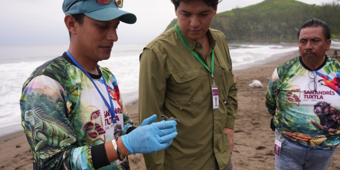 Ayuntamiento contribuye con la conservación de especies marinas en costas de San Andrés Tuxtla 