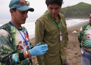 Ayuntamiento contribuye con la conservación de especies marinas en costas de San Andrés Tuxtla 